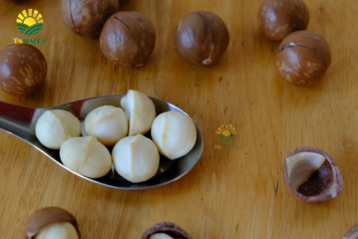 Hạt macca giá sỉ : Cách chọn sản phẩm Macca chất lượng mà giá sỉ